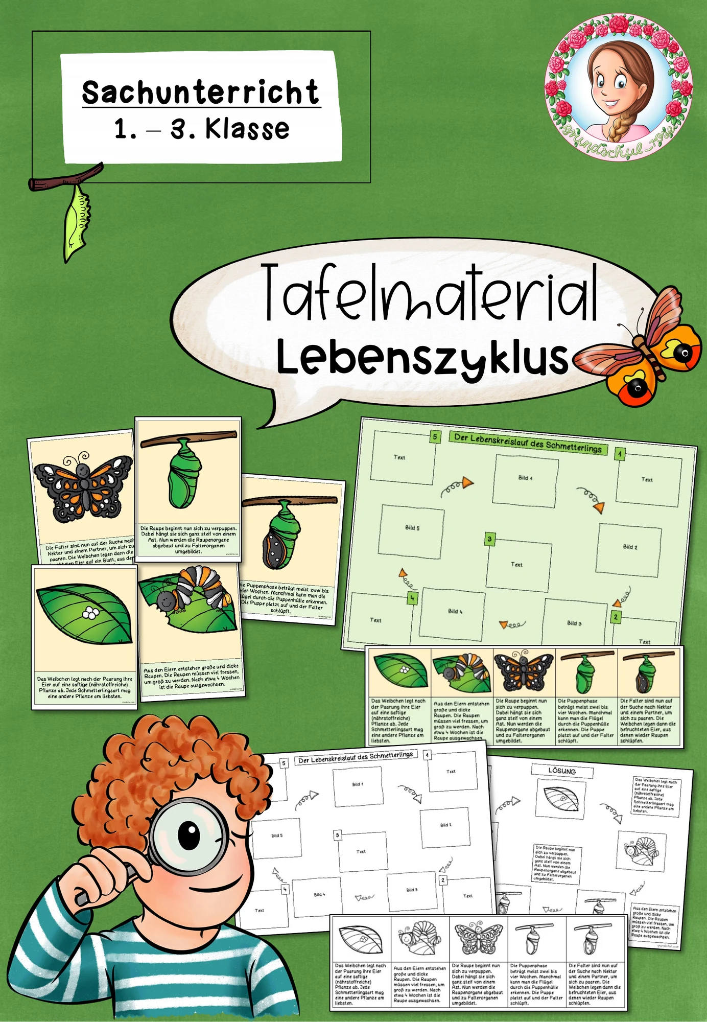Lebenszyklus Schmetterling | Tafelmaterial Sachunterricht Klasse 1-3