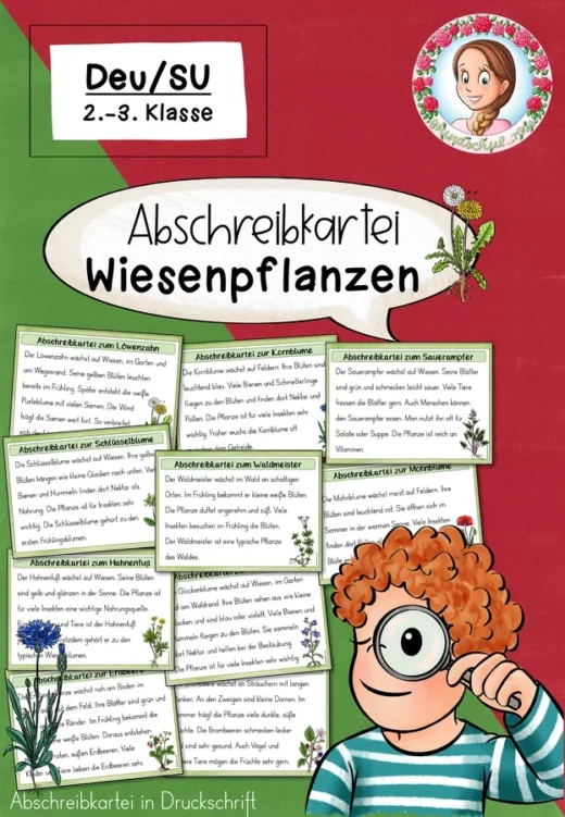 Abschreibkartei Wiesenpflanzen | Druckschrift Klasse 2-3