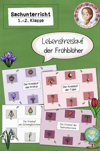 Lebenskreislauf der Frühblüher (Tulpe, Krokus, Schneeglöckchen, Stiefmütterchen) – 293248