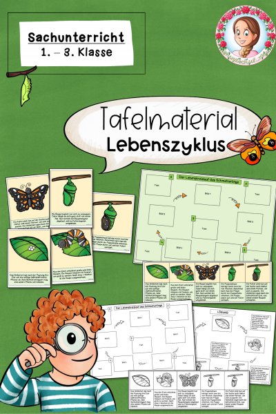 Lebenszyklus vom Schmetterling + Tafelmaterial (1.-3. Klasse) – 1113892