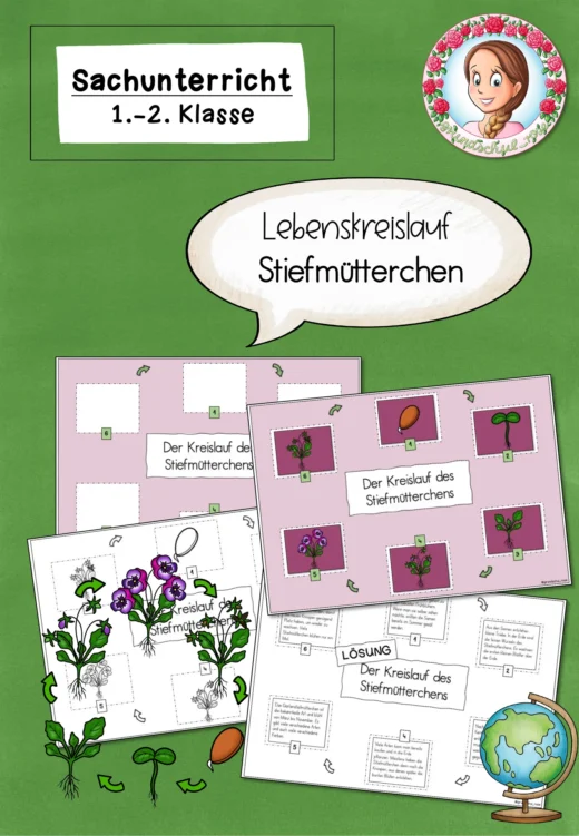 Lebenskreislauf des Stiefmütterchens / Frühblüher (1.-2. Klasse)