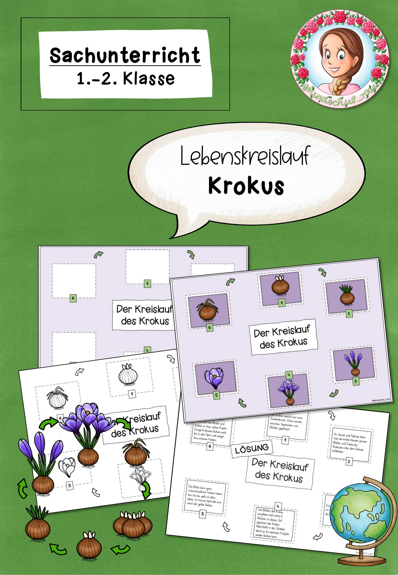 Krokus Lebenskreislauf | Frühblüher Sachunterricht Klasse 1-2