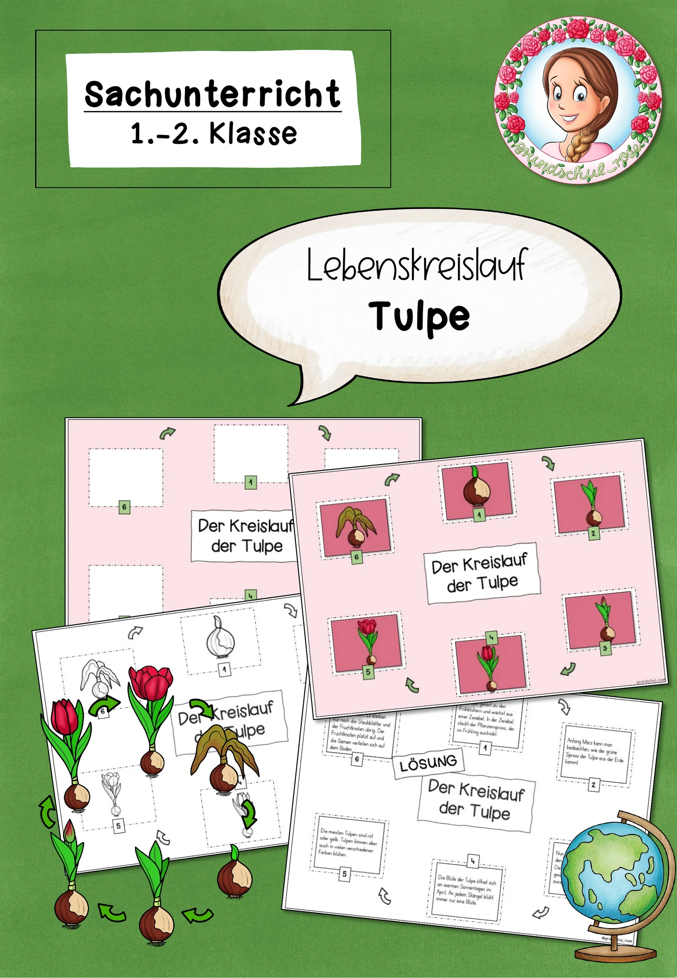 Tulpe Lebenskreislauf | Frühblüher Sachunterricht Klasse 1-2