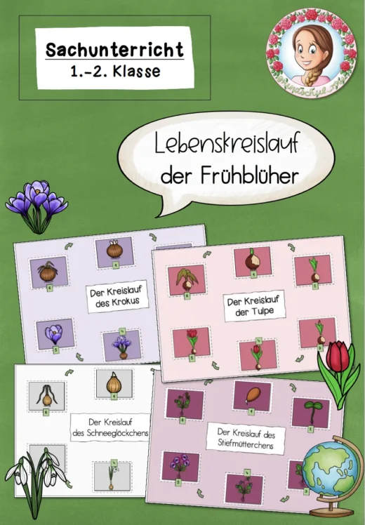 Lebenskreislauf der Frühblüher (Tulpe, Krokus, Schneeglöckchen, Stiefmütterchen)