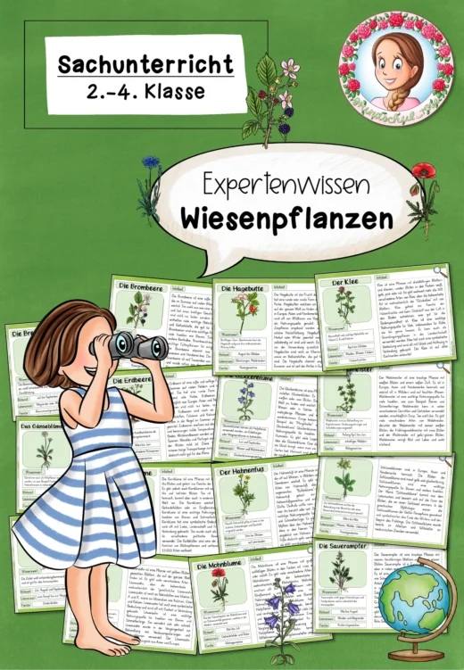 Wissenskartei Wiesenpflanzen | Sachunterricht Klasse 2-4